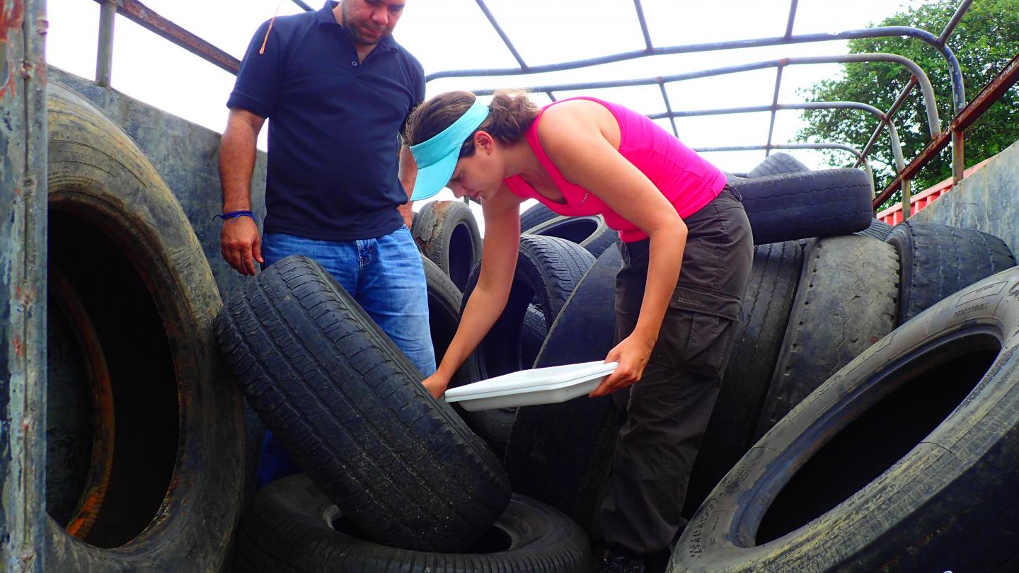 Sampling Mosquito Larvae