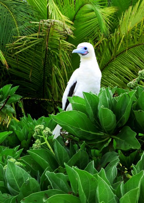 Red-footed booby