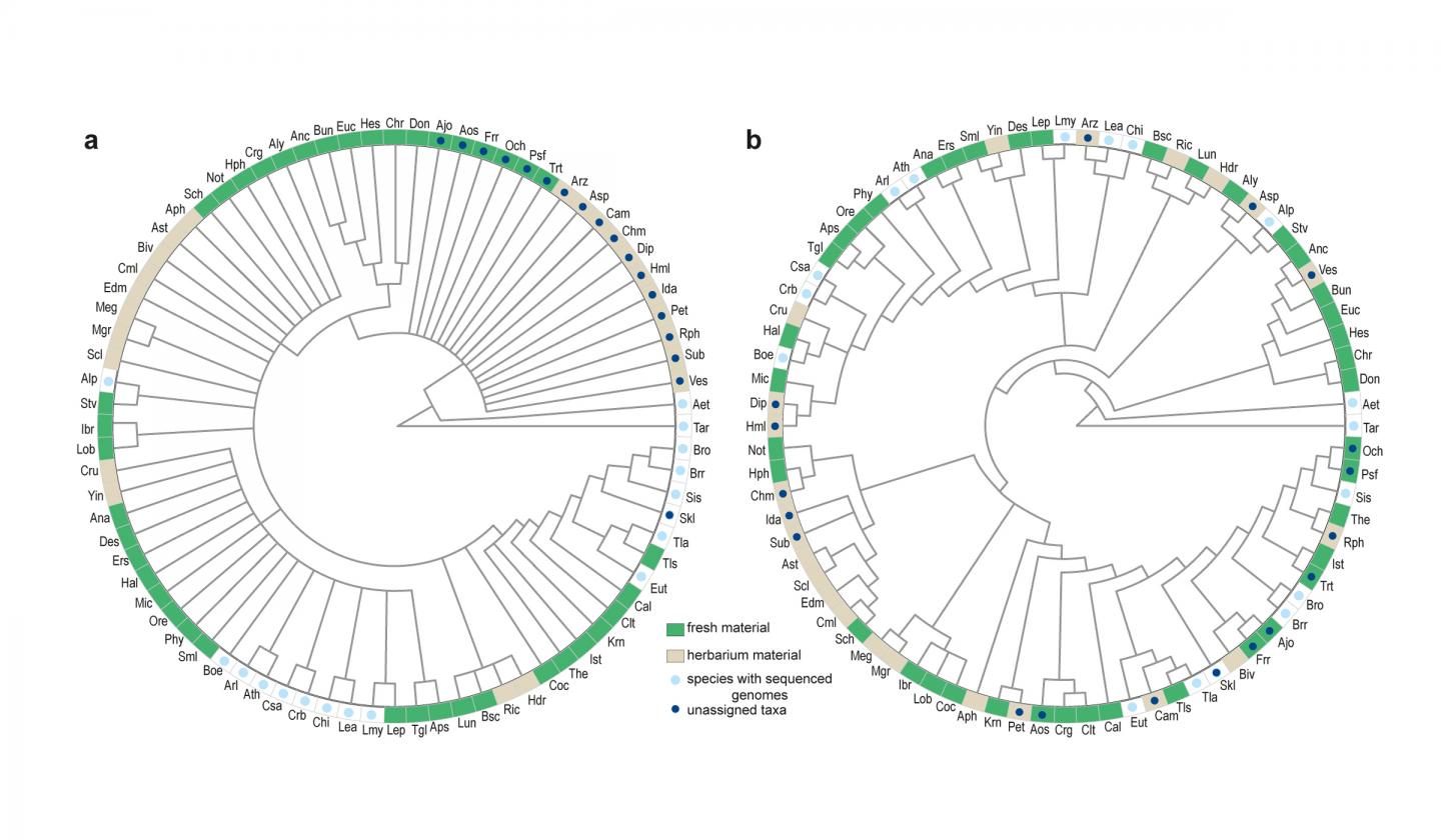 Improvement Of Consensus Brassicaceae Phylogeny By Nikolov et al