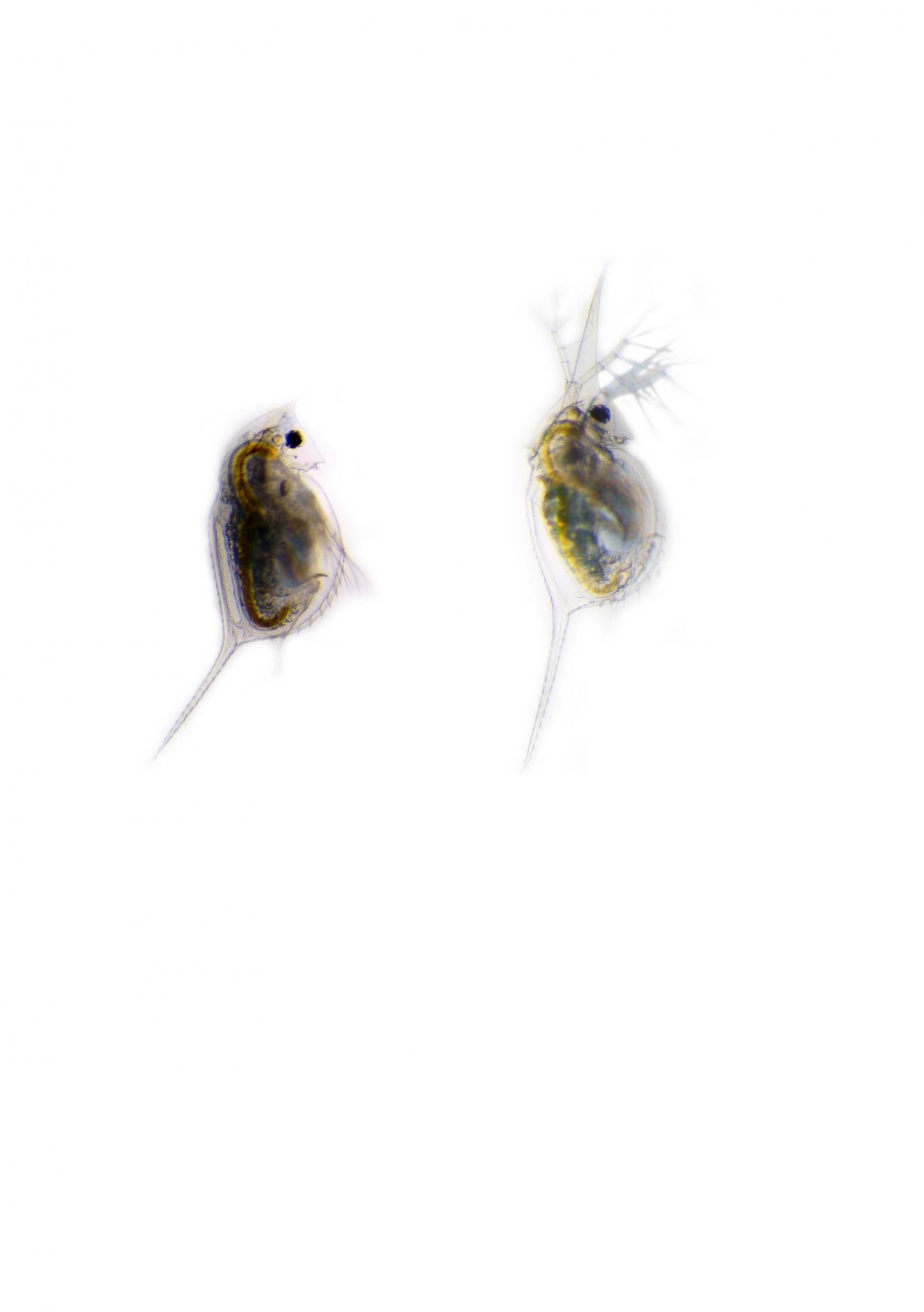 <em>Daphnia lumholtzi</em>