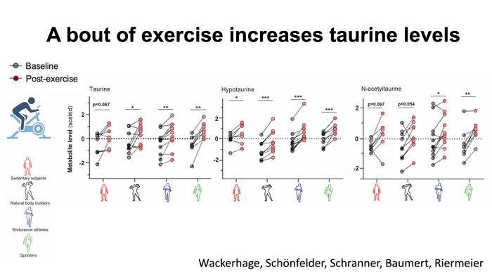 A bout of exercise increases taurine levels