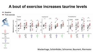 A bout of exercise increases taurine levels