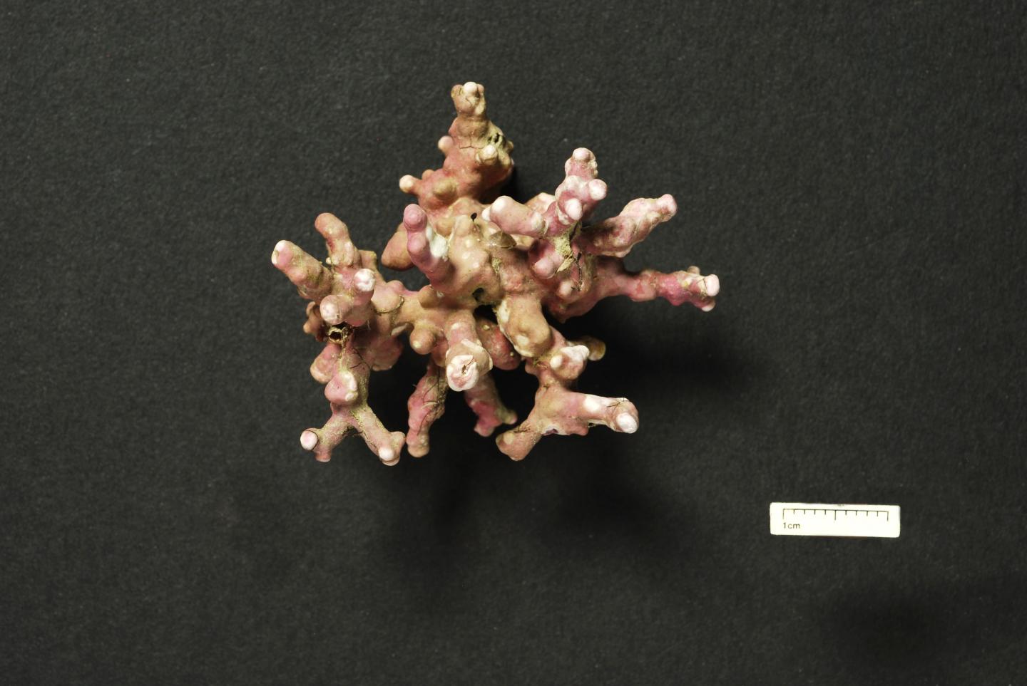 Coralline Alga