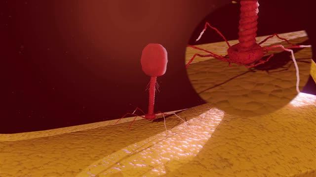 Virus Destroys <I>E. coli</I> Bacteria