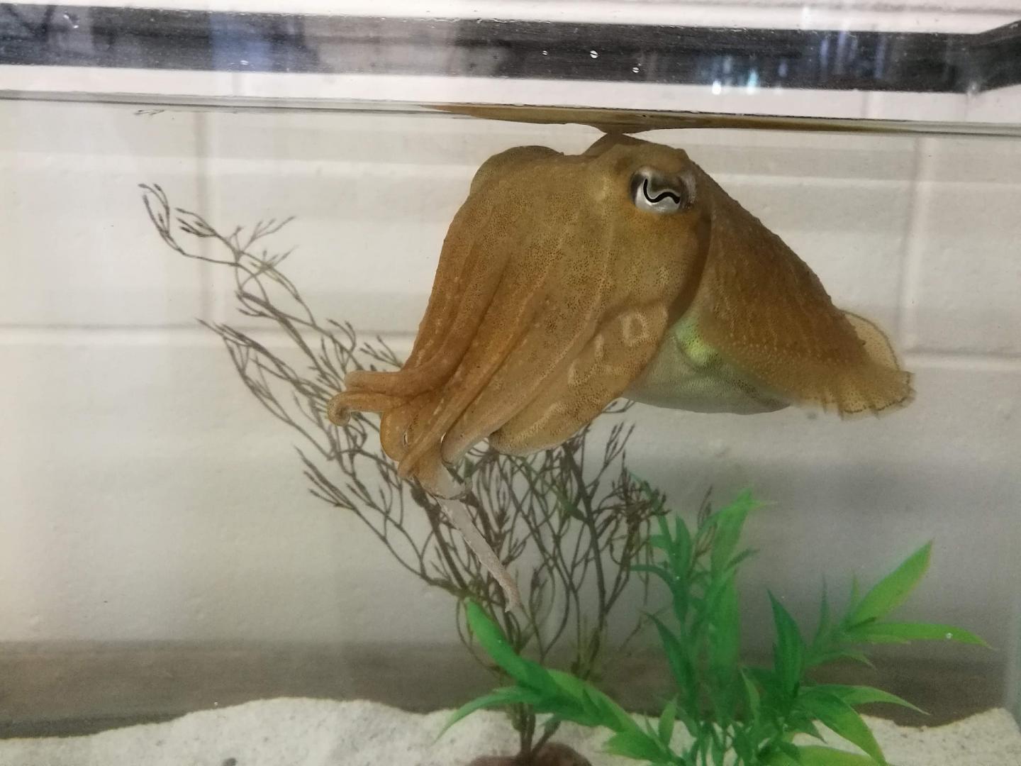 Common cuttlefish