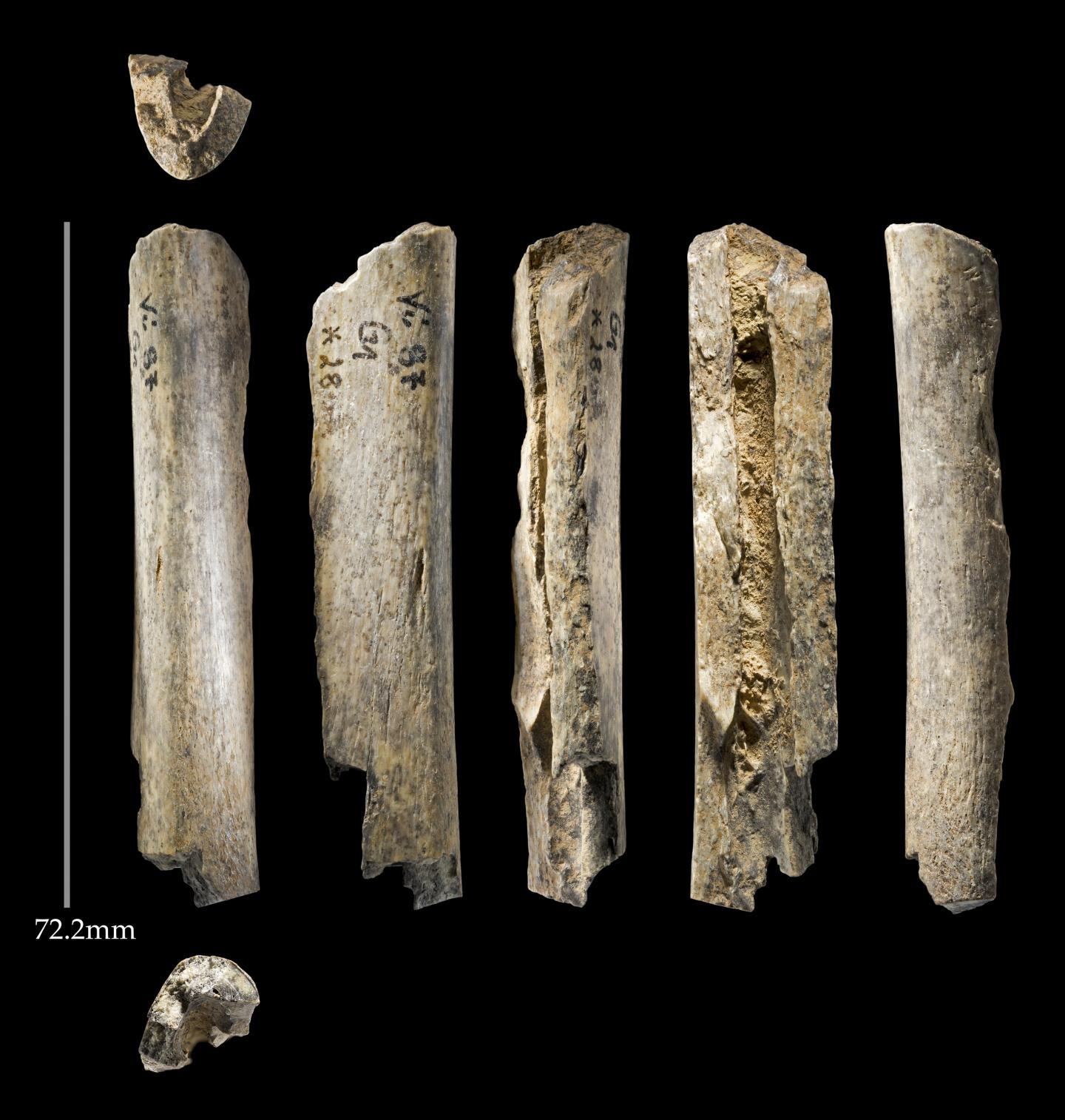 Neanderthal Bone Found at Vindija Cave, Croatia