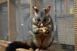 Possum with grey fur