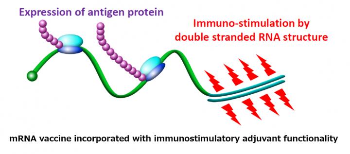 mRNA Vaccine Incorporated with Immunostimulatory Adjuvant Functionality