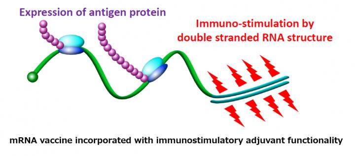 mRNA vaccine incorporated with immunostimulatory adjuvant functionality