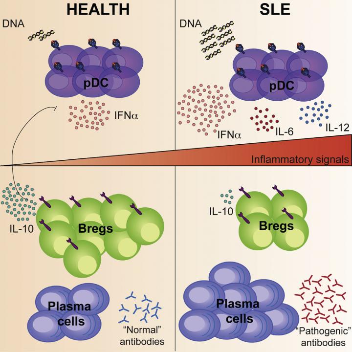 Signals Required for B Regulatory Cell Differentiation