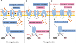 Proposed model of how different mutations in PiT2 cause Pi dyshomeostasis