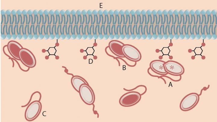 Tumor-Suppressing Protein PTEN at Cellular Membrane