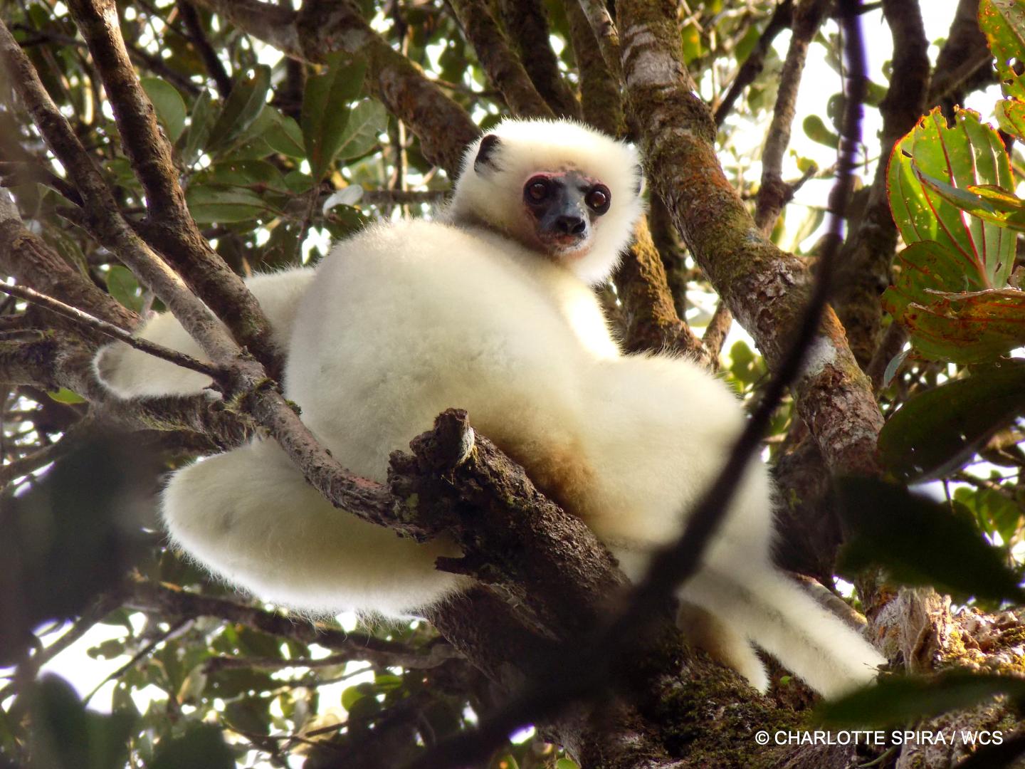 silky sifaka