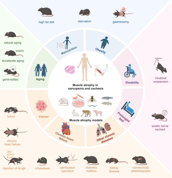 Figure 1: Various models for studying muscle atrophy