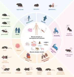Figure 1: Various models for studying muscle atrophy