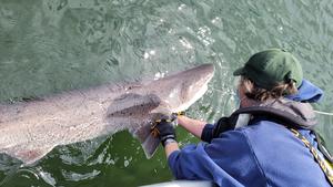 Broadnose sevengill shark
