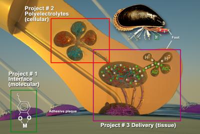 Illustration of Materials Research Projects related to adhesives inspired by marine bio-organisms.
