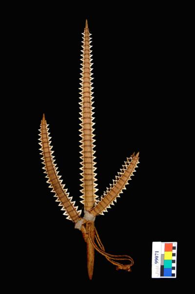 Gilbertese Shark Tooth Weapon