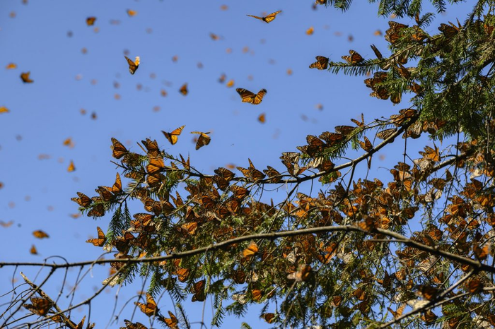 Monarchs Were Most-Uploaded iNaturalist Species