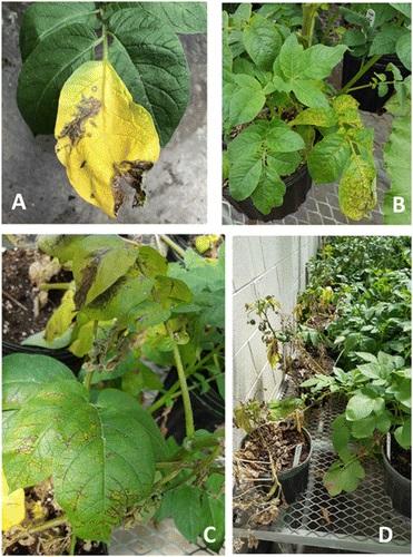 Yukon Gold Displaying Potato Virus 7 Symptoms