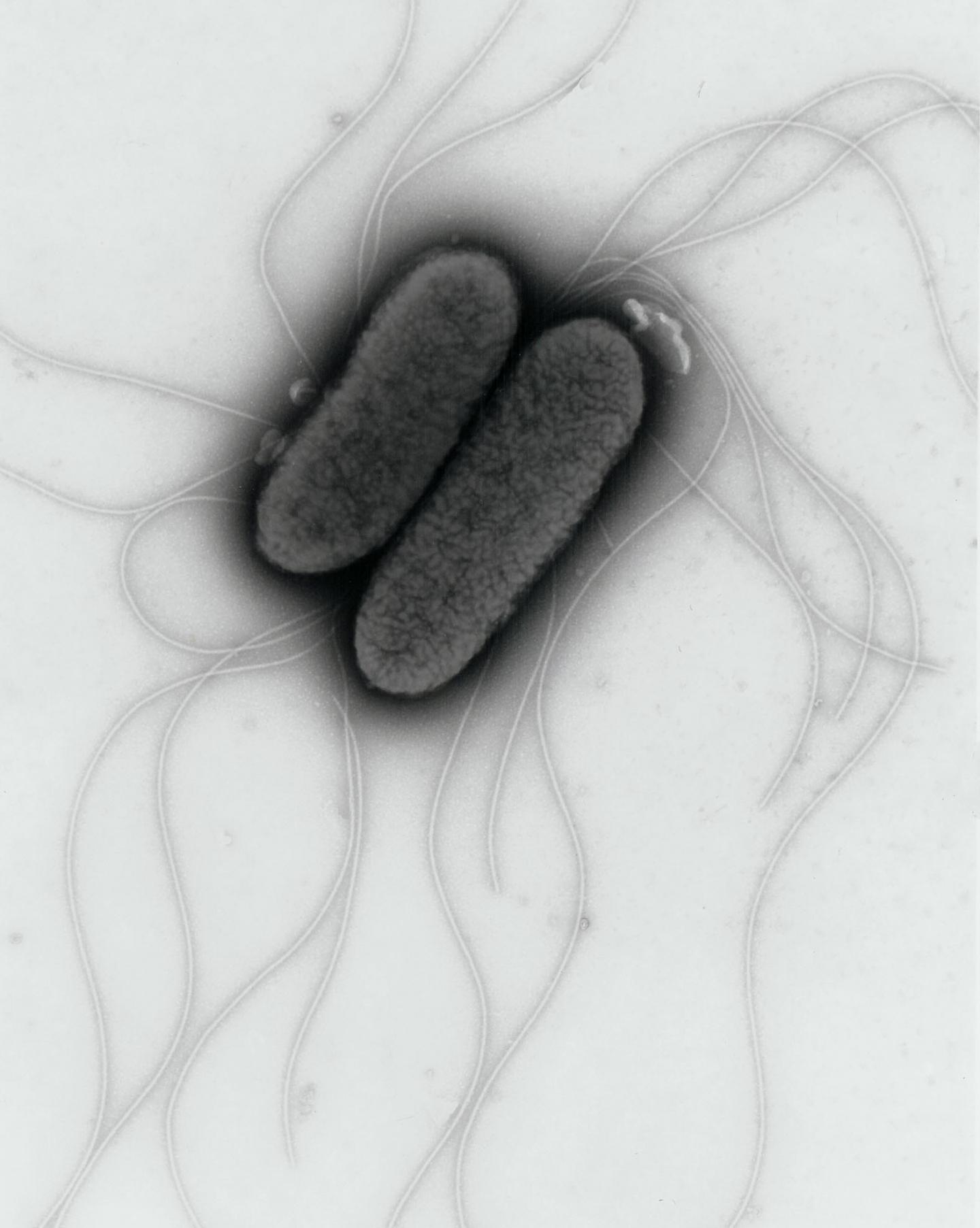 <I>Salmonella</I>