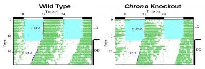 Chrono Knockout Mice Activity