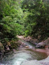 Last Rainforests of Mindoro