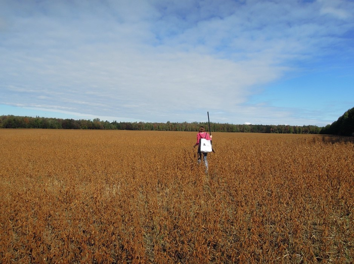 First author, V. Tremblay, in a soybean field in Quebec.