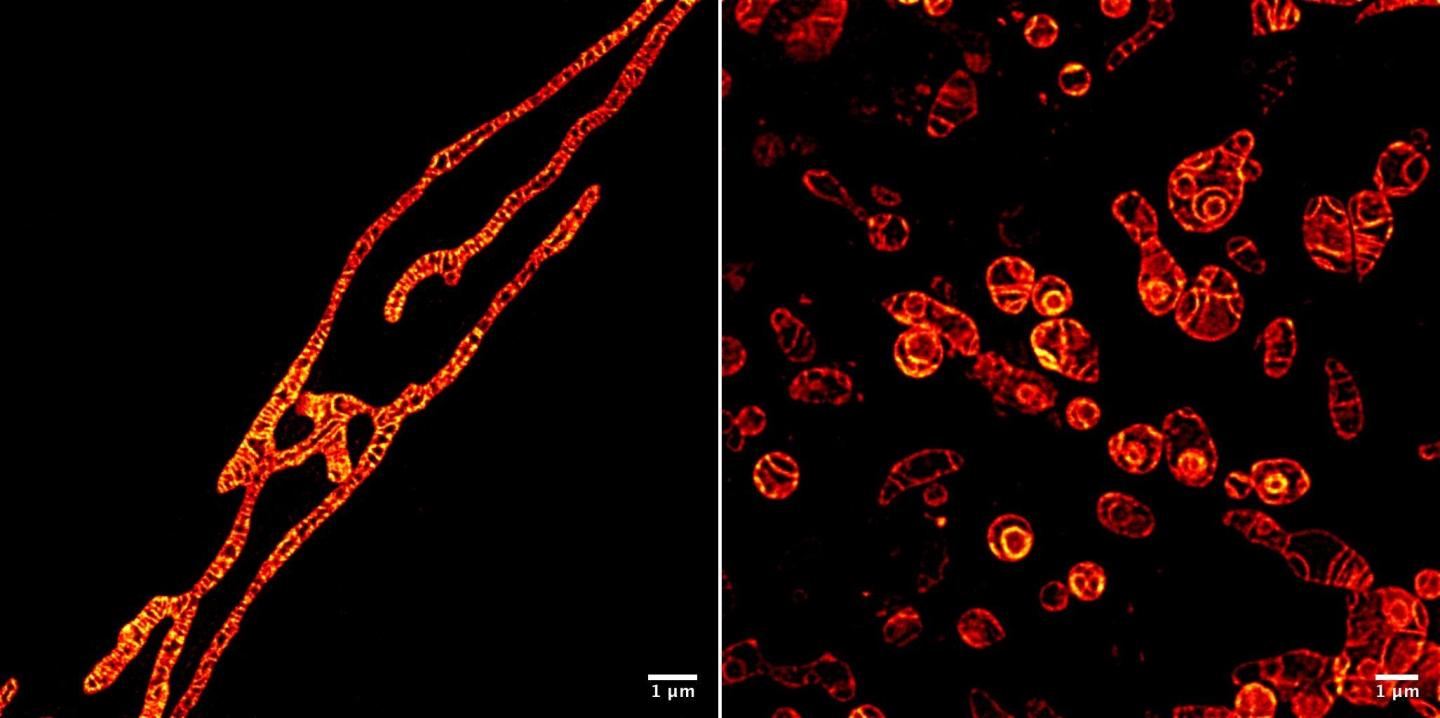 Live Mitochondria Under STED M [IMAGE] EurekAlert! Science News Releases