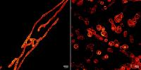 Live Mitochondria Under STED Microscope Unprecedented Detail