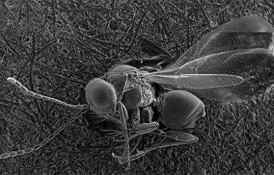 <i>Alloxysta texana</i> Ferrer-Suay & Pujade-Villar