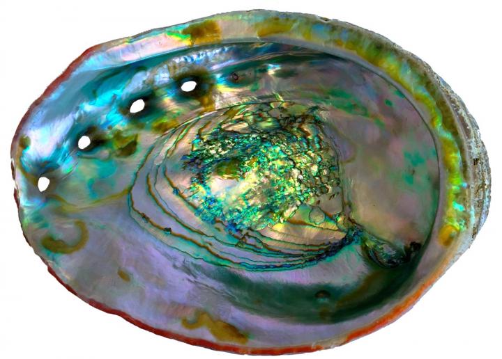 Red Abalone