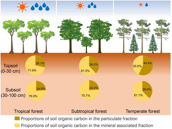 The pattern of forest SOC in the particulate and mineral associated organic matter within forest biomes and soil layers.