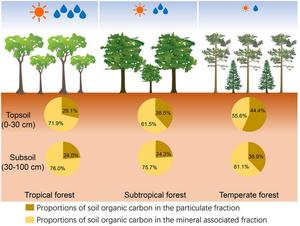 The pattern of forest SOC in the particulate and mineral associated organic matter within forest biomes and soil layers.