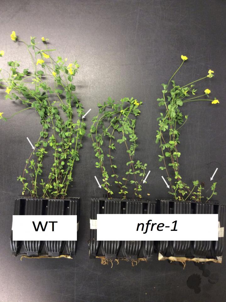 NFRe Contributes to Nitrogen-fixing Symbiotic Signalling