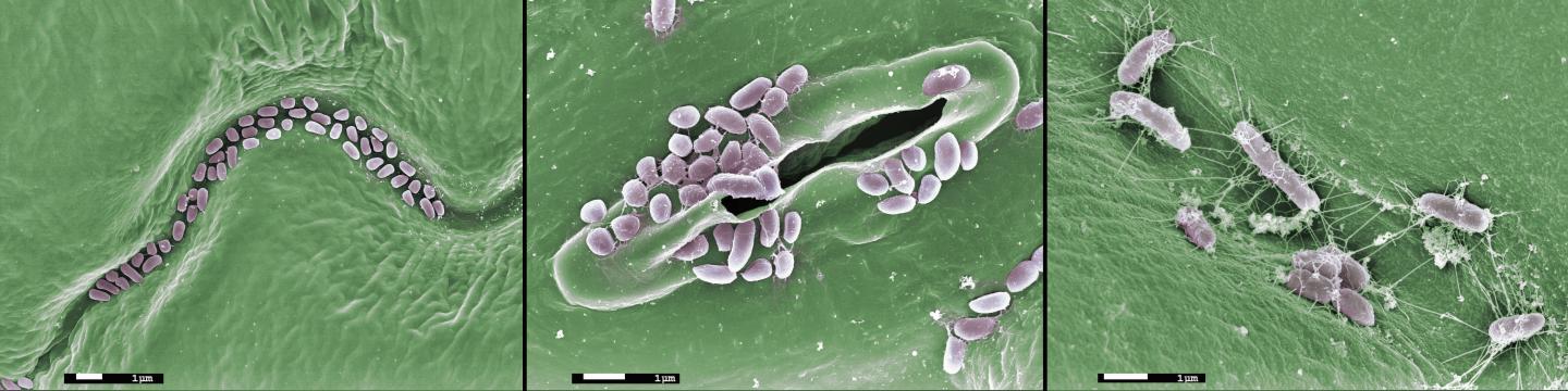 Key Research Priorities for Agricultural Microbiomes Identified