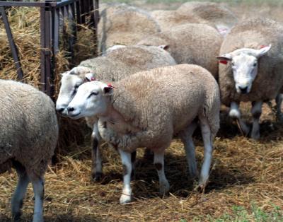 Getting Under its Wool and Into its Genes: The Sheep Genome (3 of 3)