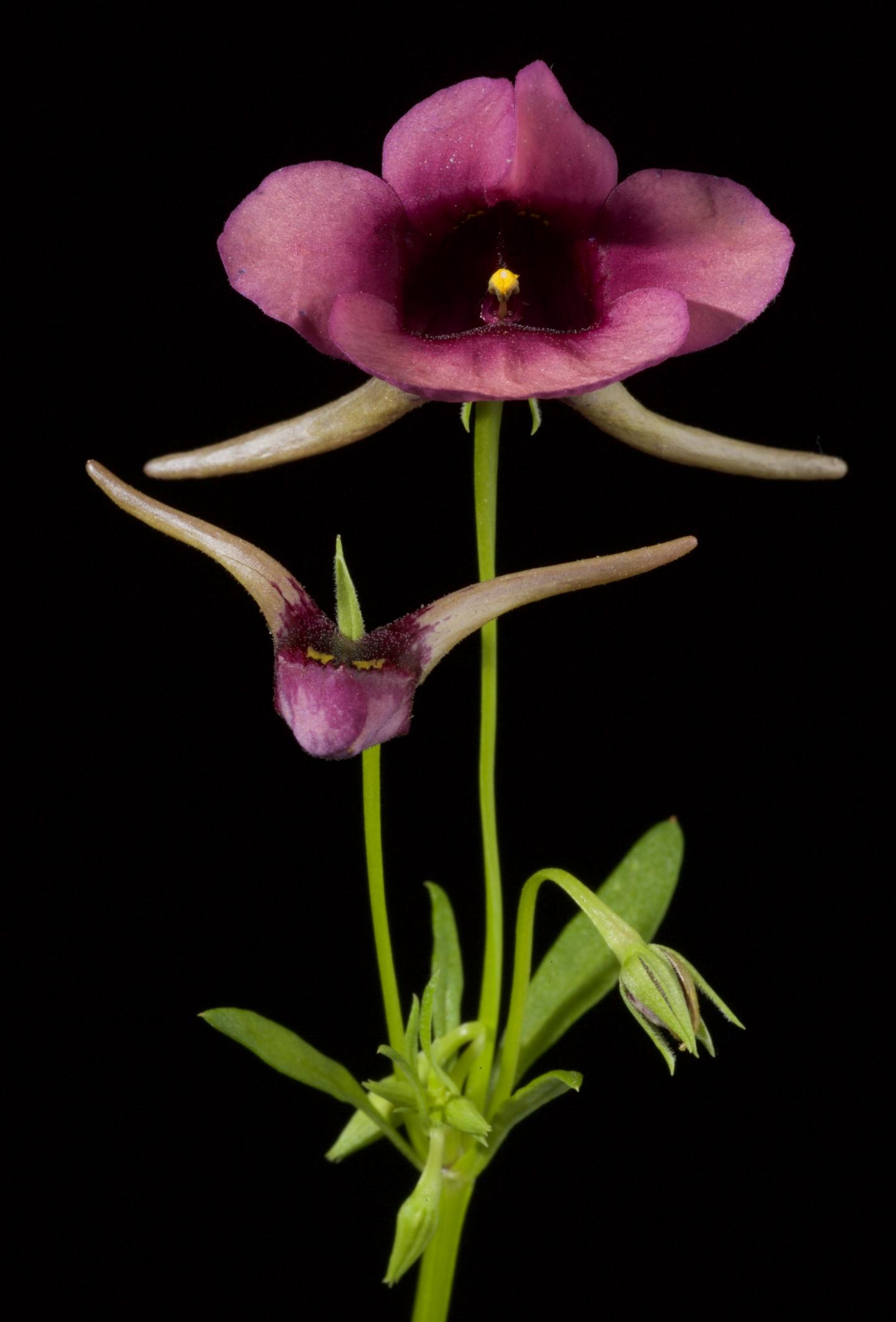 The Oil-Producing Snapdragon Flower from South Africa (<i>Diascia whiteheadii</i>)