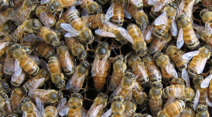 Queen Honey Bee and Colony