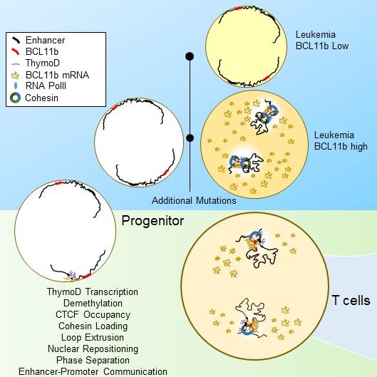 Immune Cell Schematic