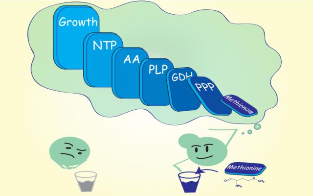 How Cells Perceive Methionine as a Growth Cue