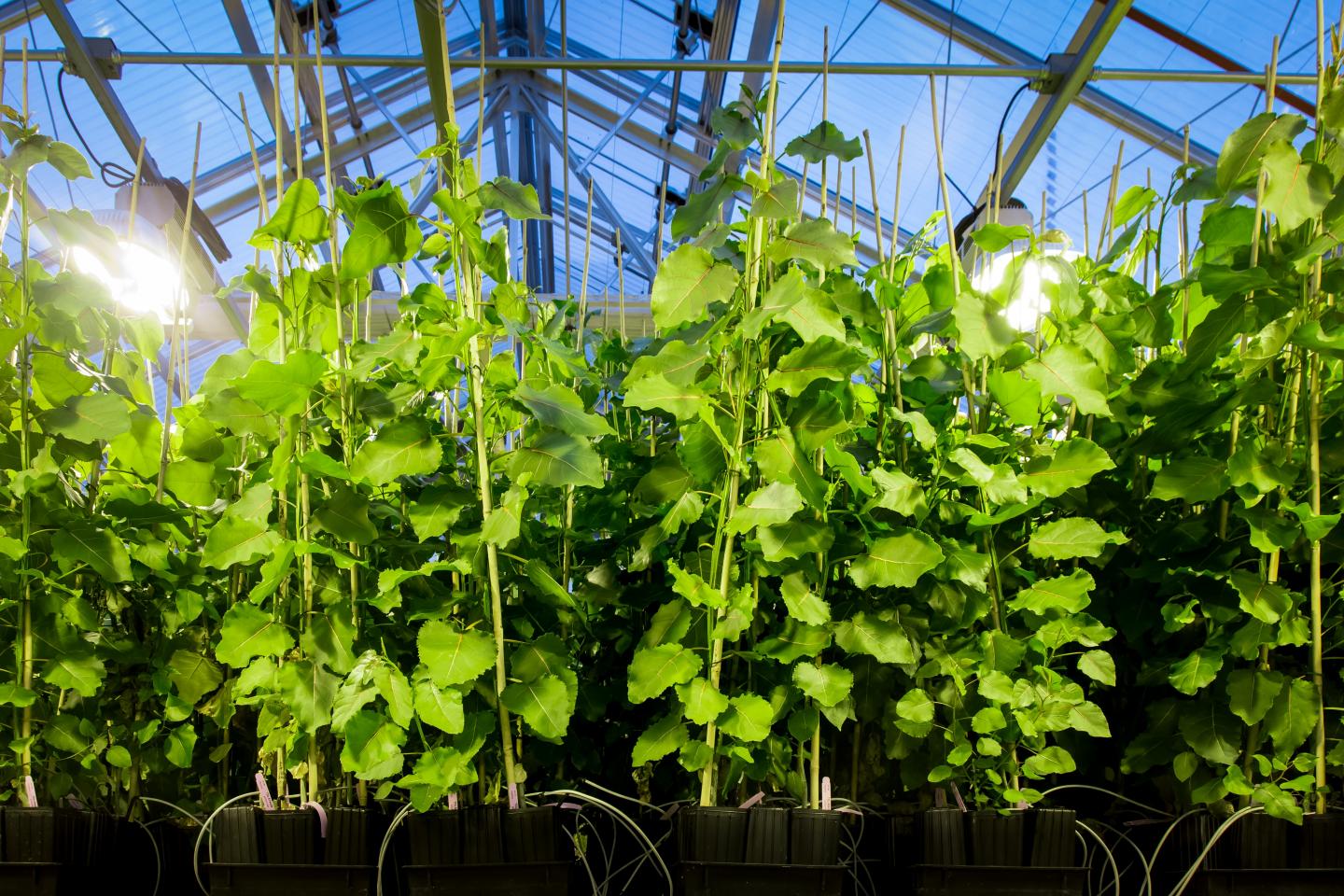 Largest Populus SNP Dataset Holds Promise for Biofuels, Materials, Metabolites