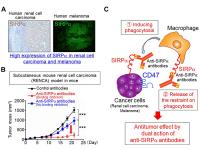 Potential New Cancer Treatment Activates Cancer-Engulfing Cells: Figure 3
