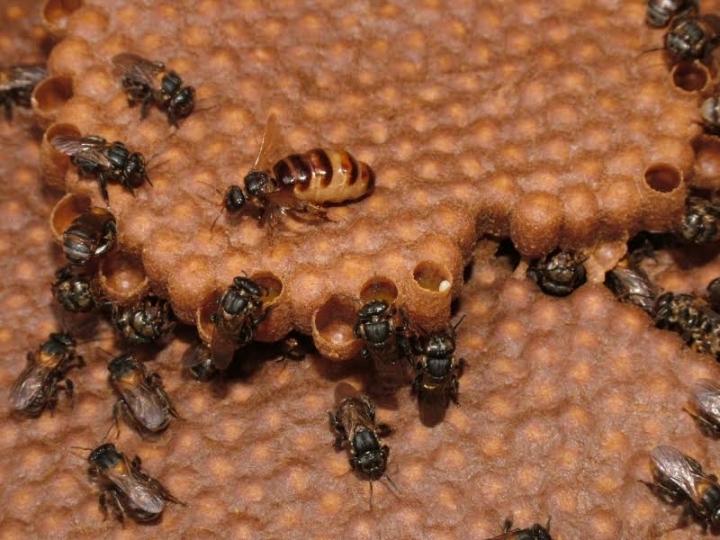 Queens Control Worker Reproduction without Castration in Stingless Bee Species