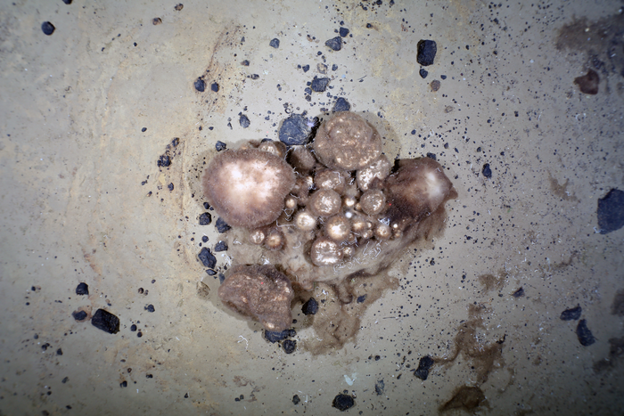 Sponges on the Arctic seafloor