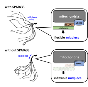 Figure 2. Function of SPATA33