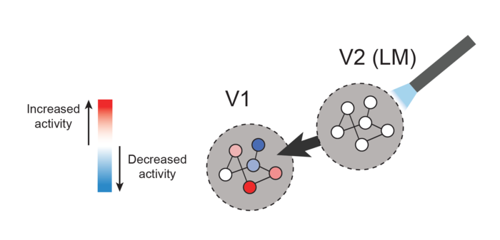 Two visual areas in the cerebral cortex, V1 and LM, influence one another over fast timescales