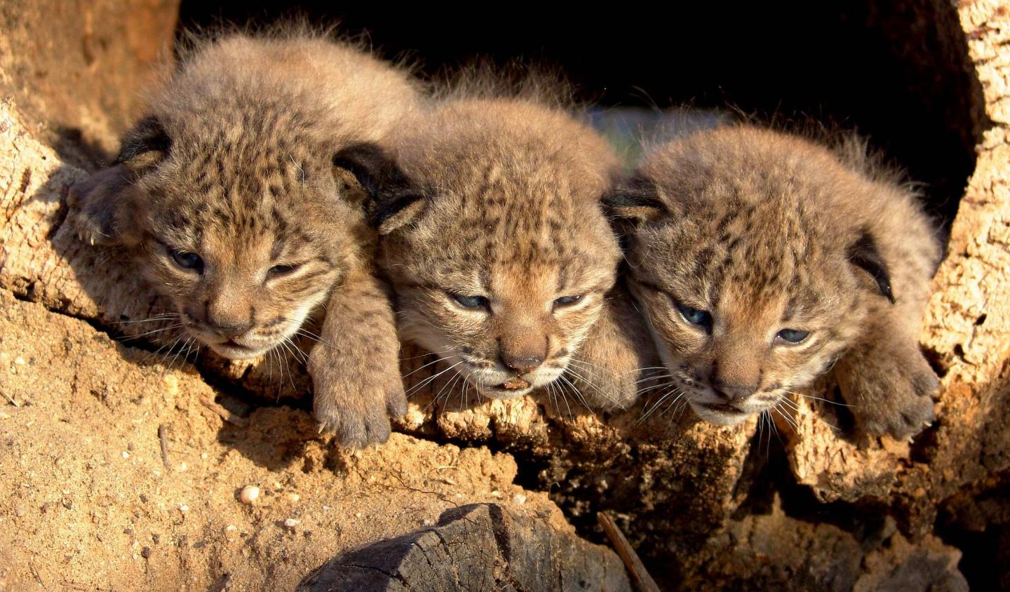 Lynx Cubs