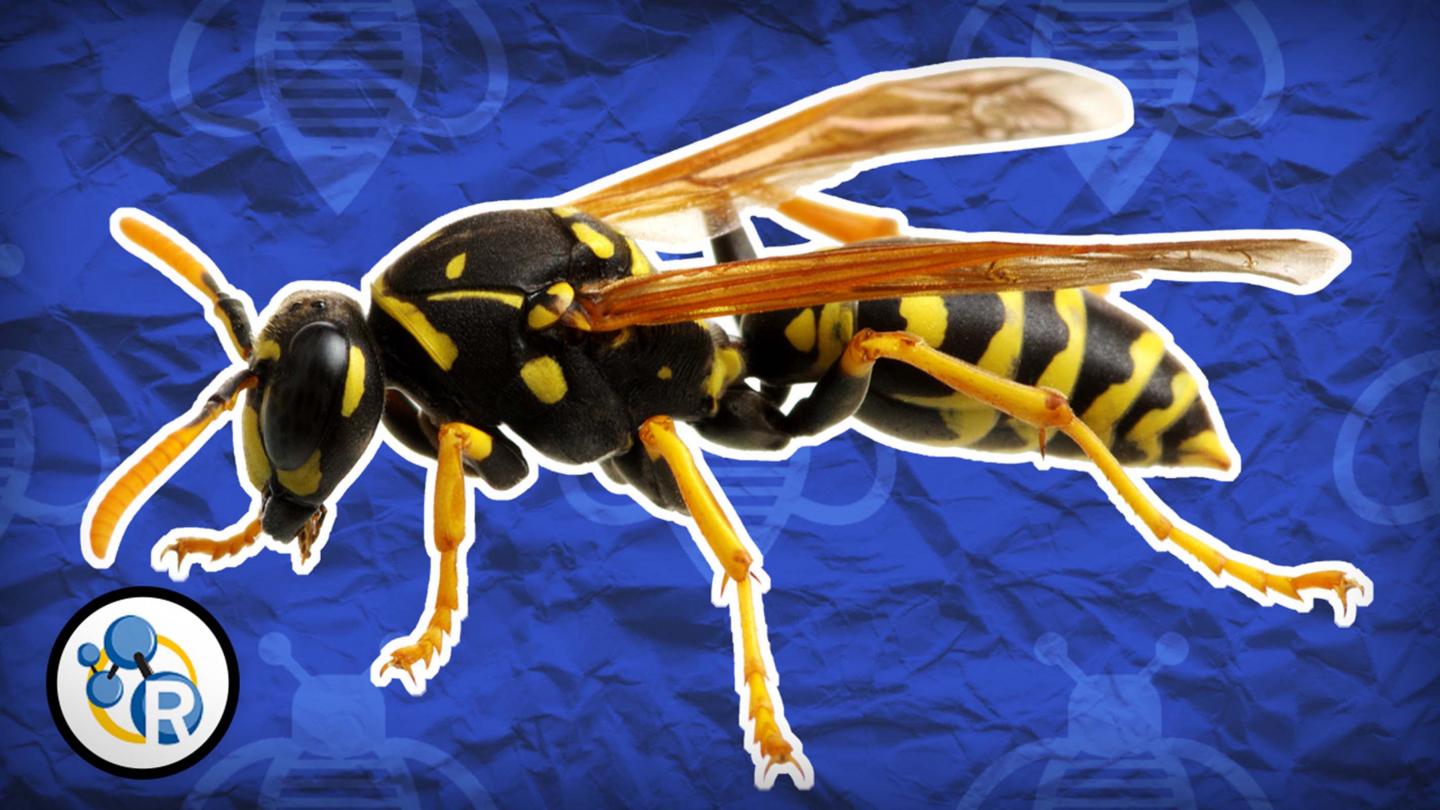 'why Do Wasps Attack?' and Other Chemistry Questions Answered