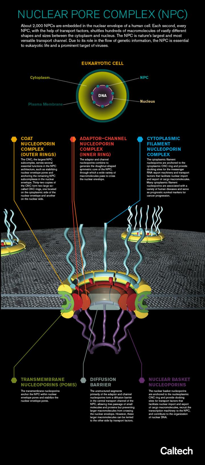 Determining How the Nuclear Pore Complex Works